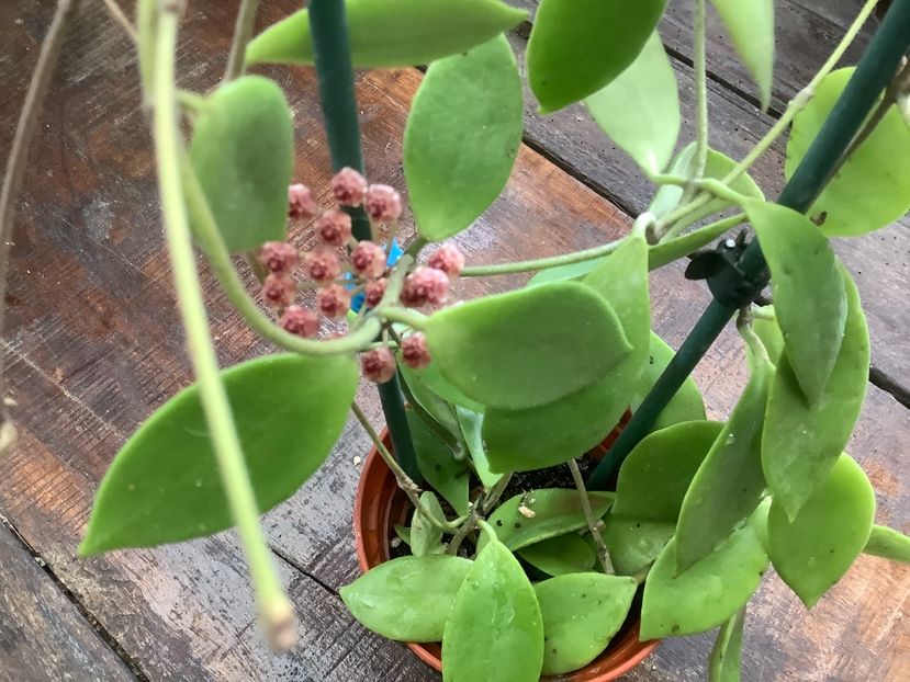 AD6B98B3-85BD-48FA-8D8A-7908CEE70E5C - Sapuroa