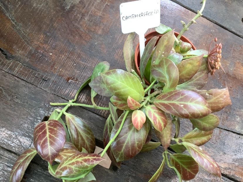 D8717492-4D19-4BC7-A038-FA49F176DAB6 - Obscura