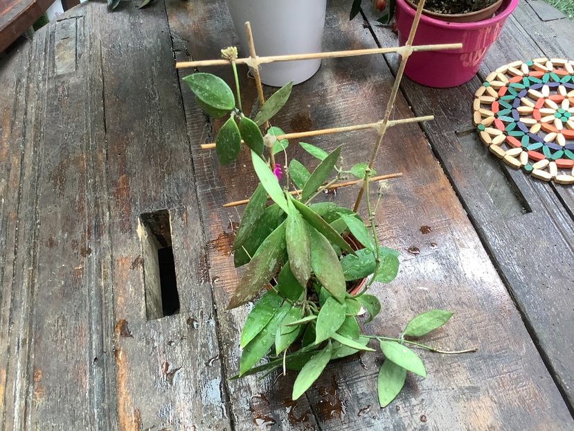 6C32FC49-0557-4D34-9B05-4459D06BE4CA - Cembra Odorata