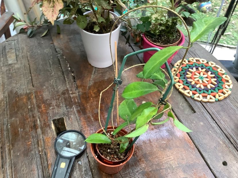 6574464D-B6A4-4422-8A18-6CD5DBBB7BF6 - Dischorensis