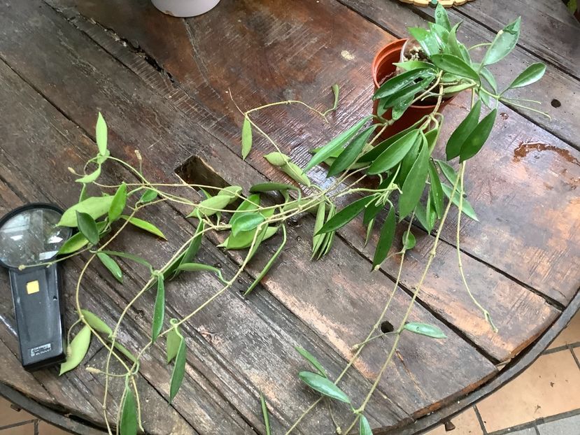 B0F9FCD4-5768-44BB-A2BE-8E868E997123 - Stoneana