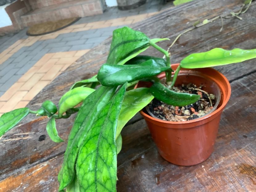 3FA16A4A-D68A-4FB5-A403-C3C78D03D667 - Globulosa