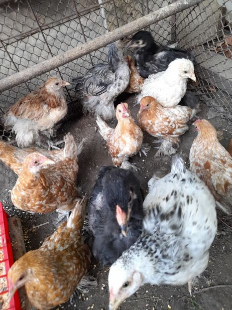  - MiDEFLORi MATCA 2021 si tineret