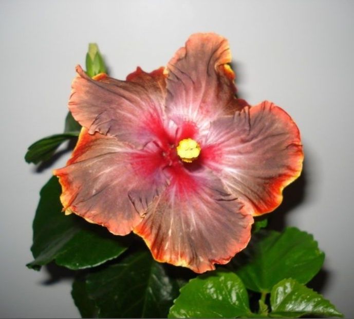  - Disponibil lastari hibiscus neinradacinati