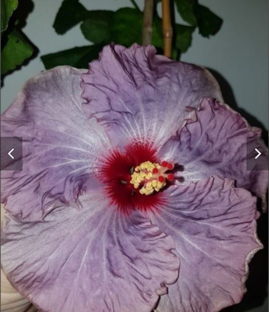  - Disponibil lastari hibiscus neinradacinati