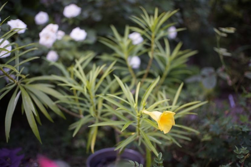 De la o persoană specială - 1 Vara 2021