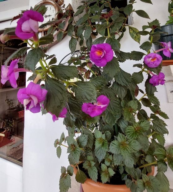  - PURPLE MYSTERY