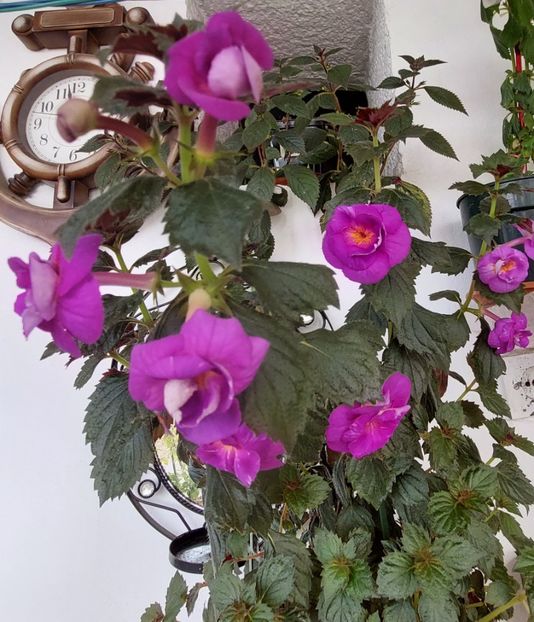  - PURPLE MYSTERY