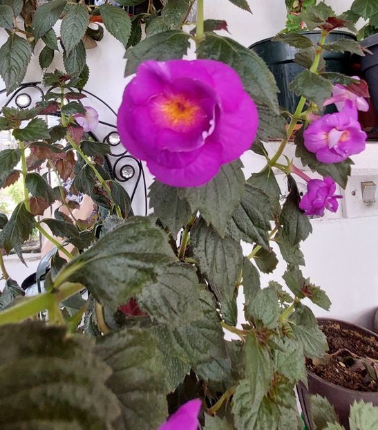  - PURPLE MYSTERY