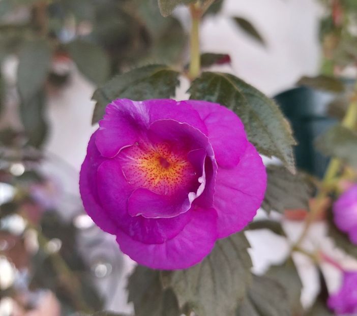  - PURPLE MYSTERY