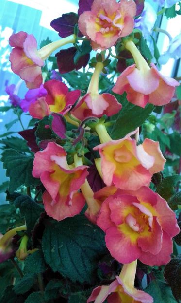  - Pentru personele care nu au plecat inca in cocediu si lucreaza achimenes