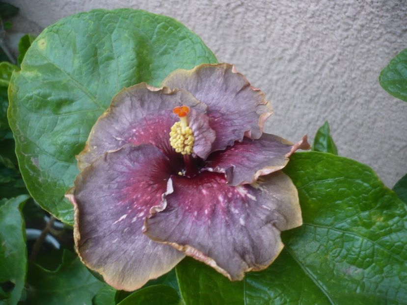 P1500810 - HIBISCUSI 2021-3