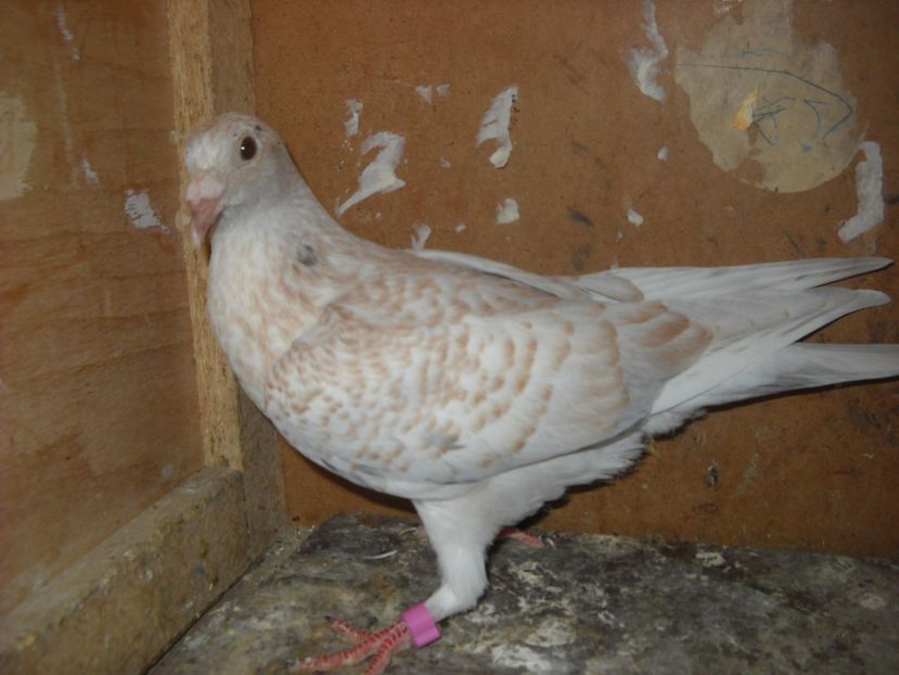  - UNDEVA IN SUCEAVA arhiva