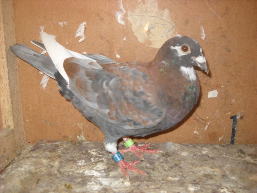  - UNDEVA IN SUCEAVA arhiva