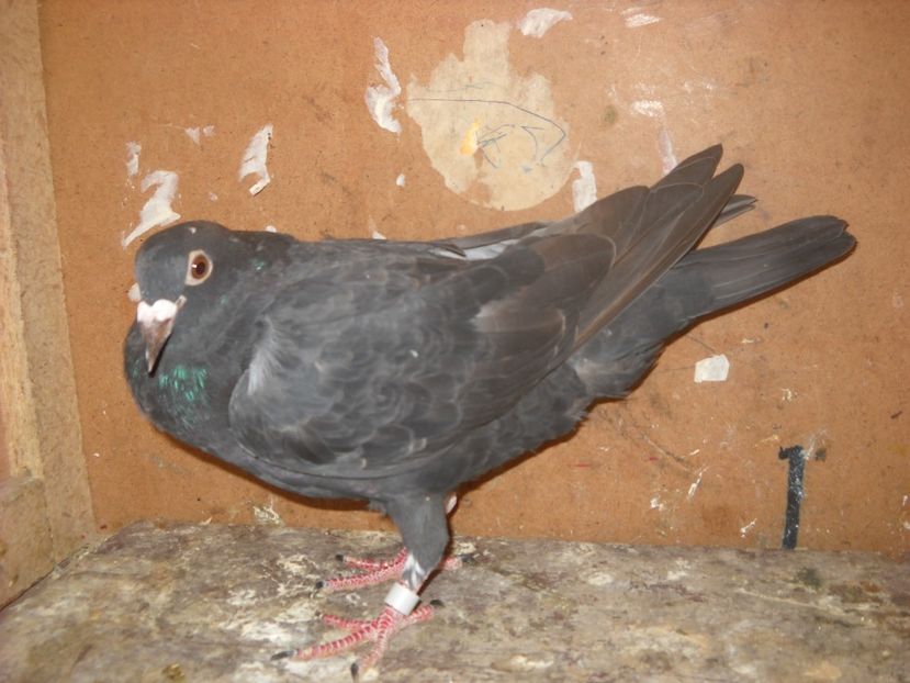  - PORUMBEI VANDUTI 2