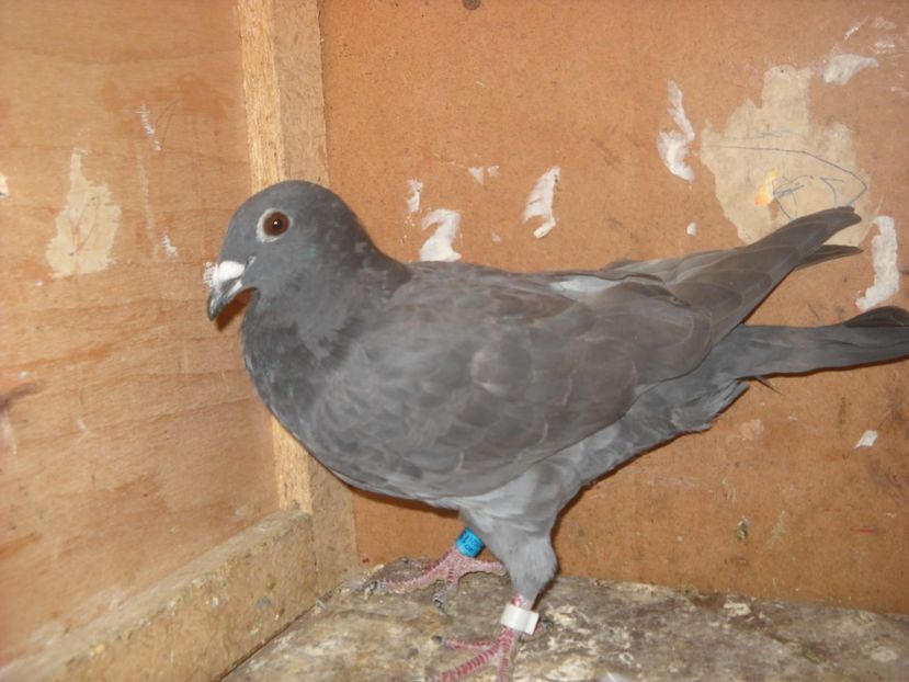  - UNDEVA IN SUCEAVA arhiva