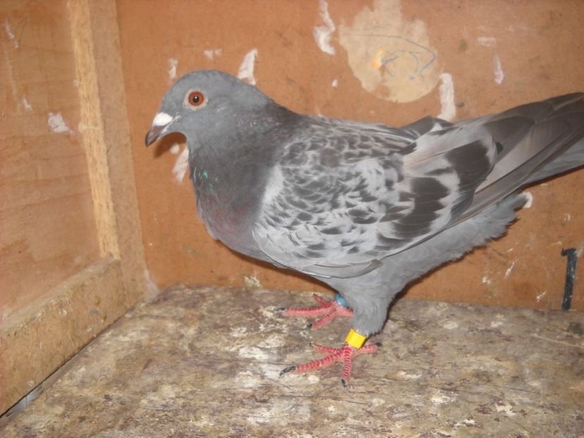  - UNDEVA IN SUCEAVA arhiva