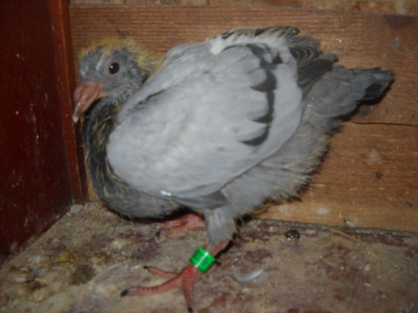  - UNDEVA IN SUCEAVA arhiva