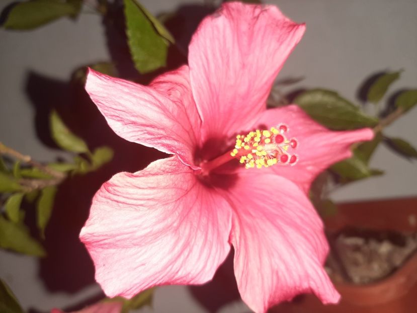  - Florile mele august 2021