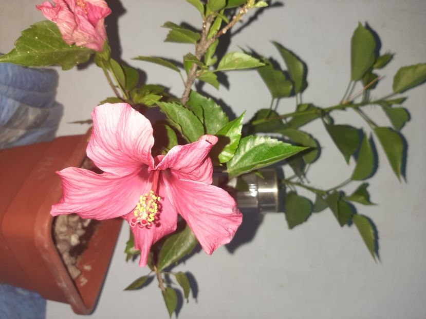  - Florile mele august 2021