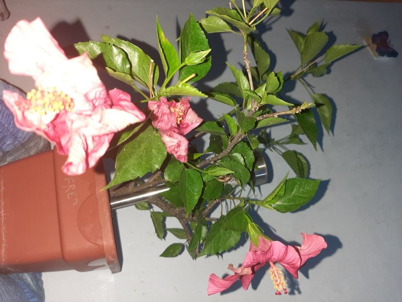  - Florile mele august 2021