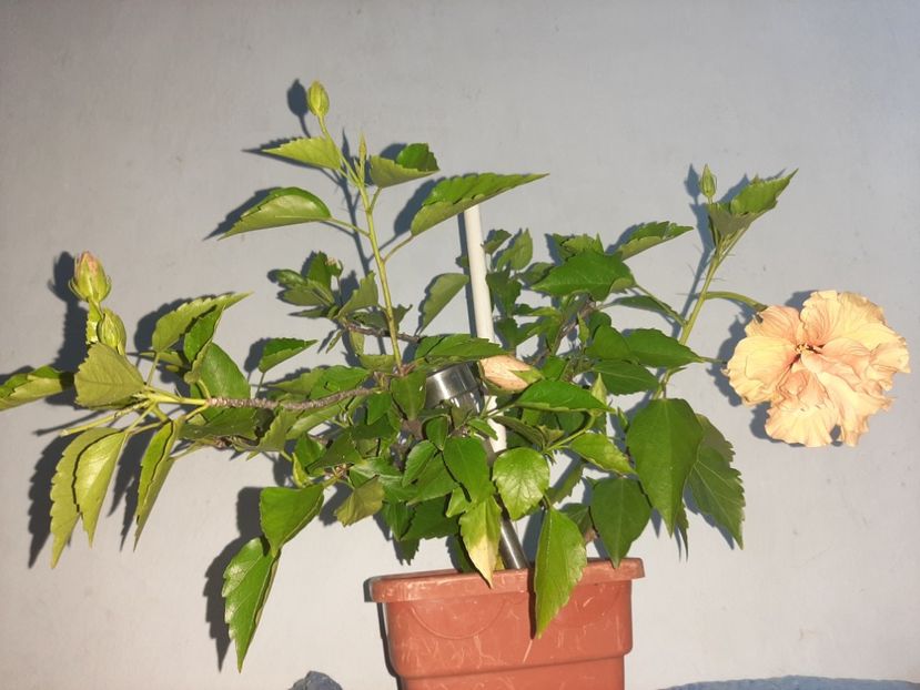  - Florile mele august 2021