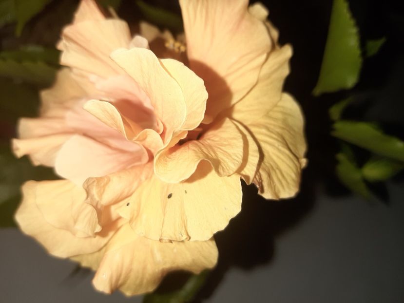  - Florile mele august 2021