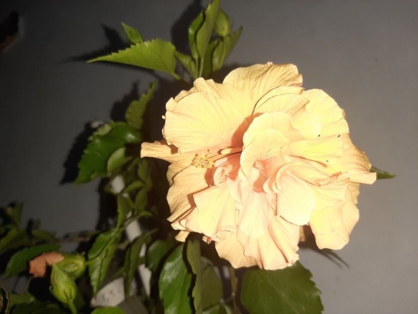  - Florile mele august 2021