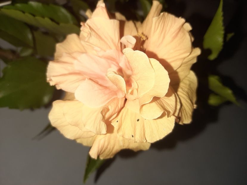  - Florile mele august 2021