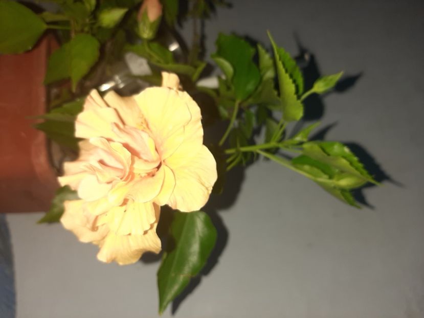  - Florile mele august 2021