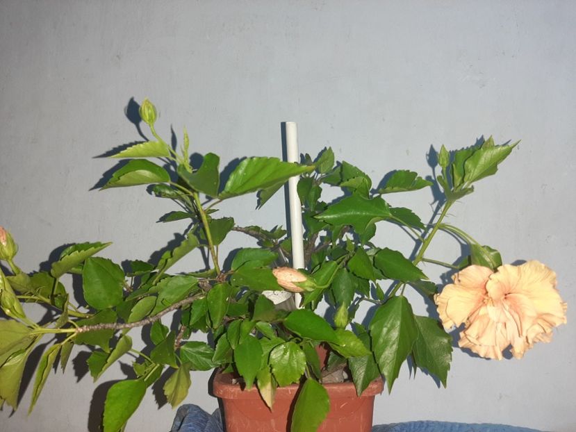  - Florile mele august 2021