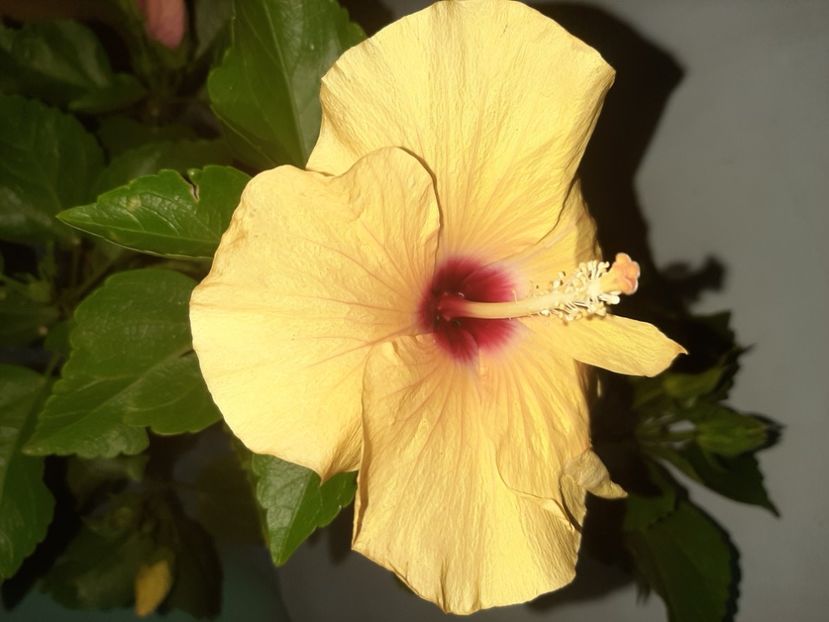  - Florile mele august 2021