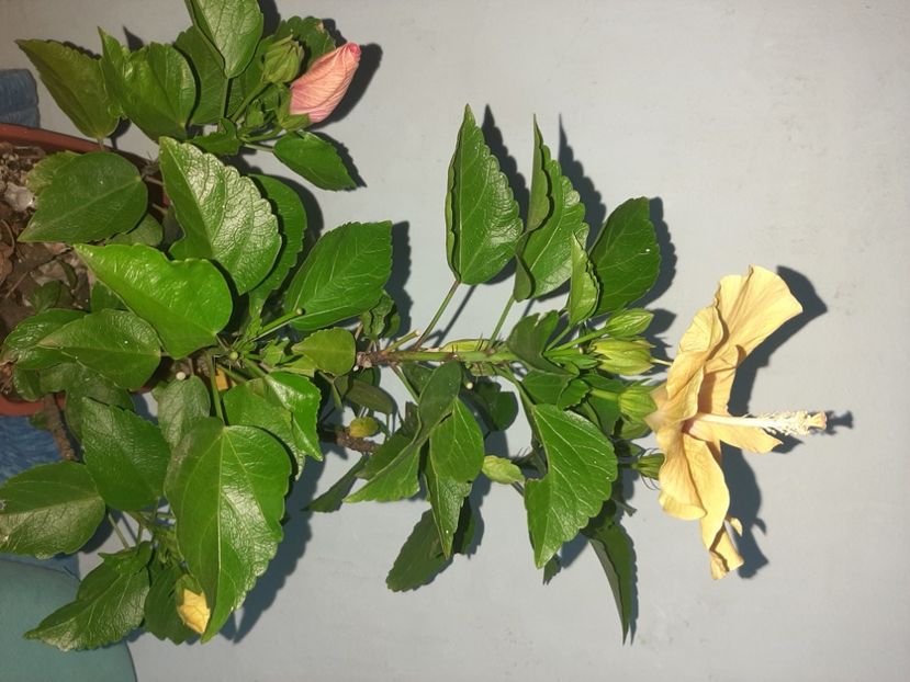  - Florile mele august 2021