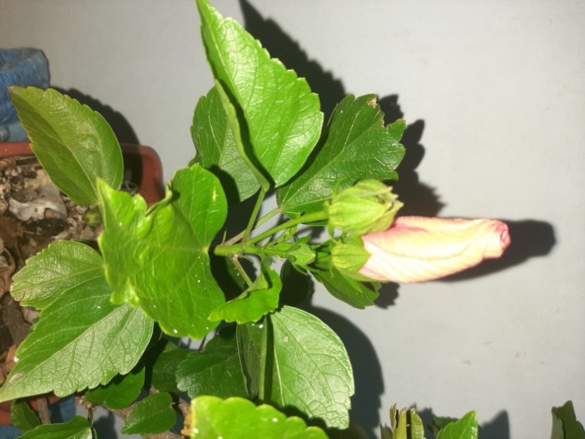  - Florile mele august 2021