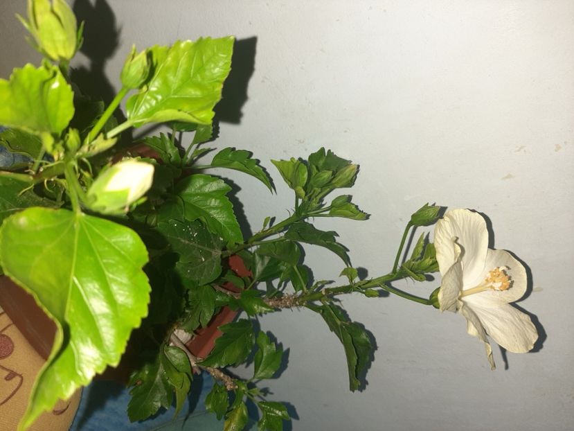  - Florile mele august 2021