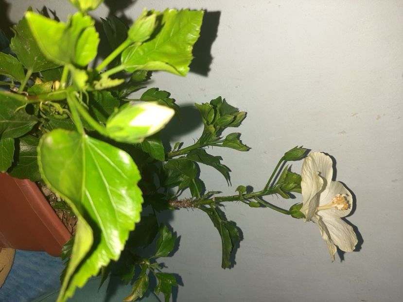  - Florile mele august 2021