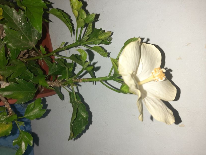  - Florile mele august 2021