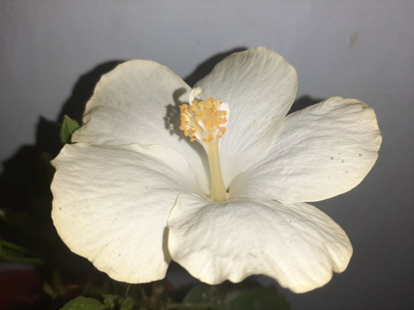  - Florile mele august 2021