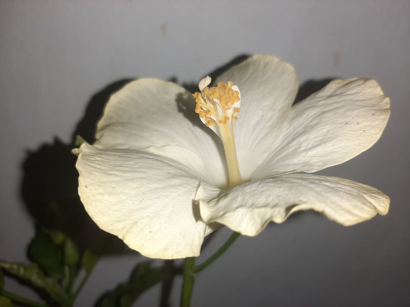  - Florile mele august 2021