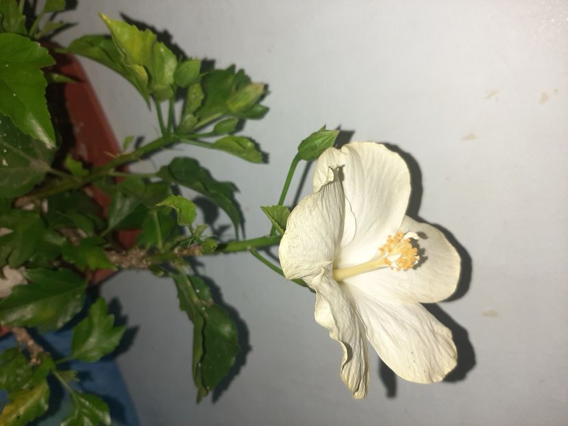  - Florile mele august 2021