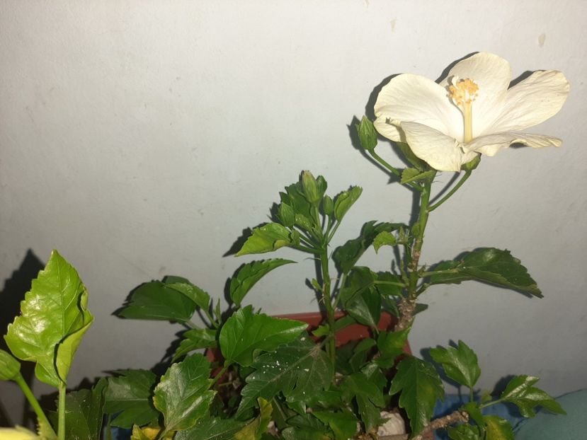  - Florile mele august 2021