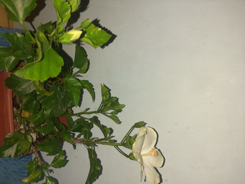  - Florile mele august 2021