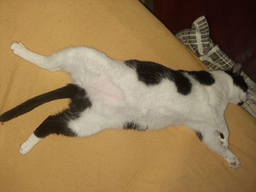  - Pisicii mei în august 2021