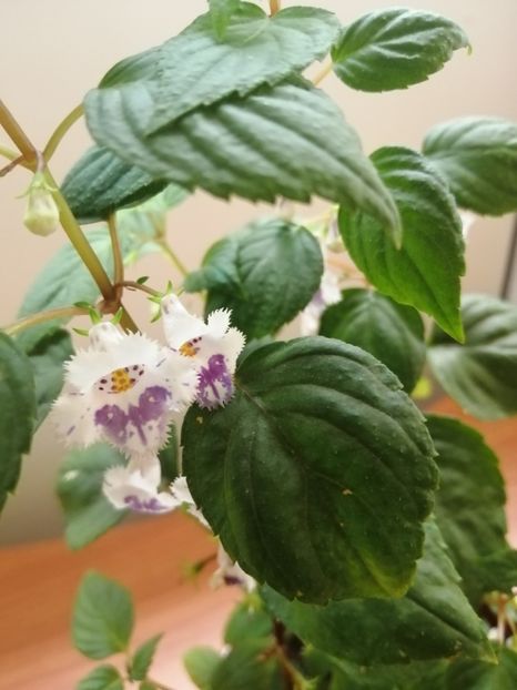  - zzz out of collection Fimbriata