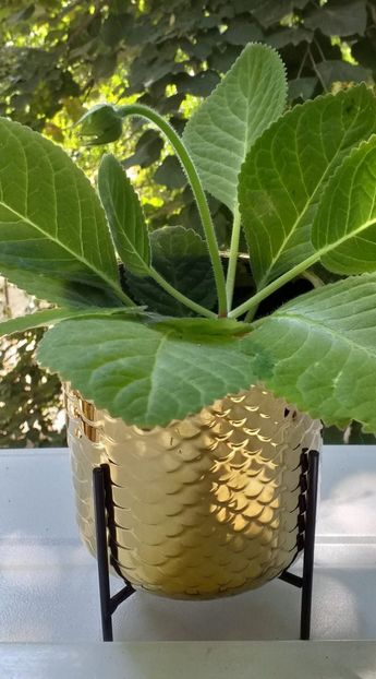 Venok Fei - Gloxinii 2021