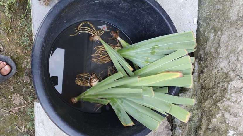 Irisi de la Florilemariei - Achizitii