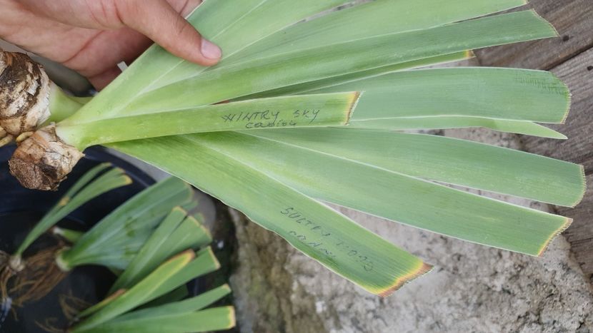 Multumesc mult - Achizitii