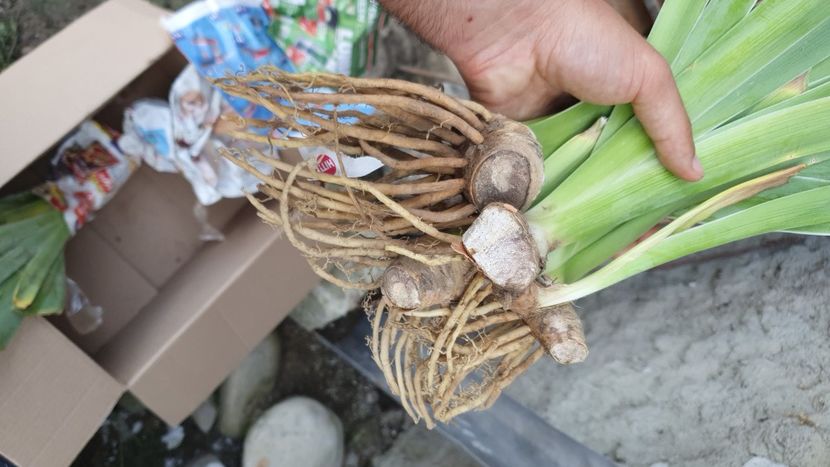 IMG-20210812-WA0010 - Achizitii