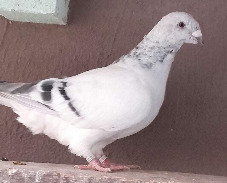 20210822_151418-2 - Pui 2025