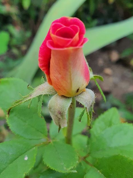  - Trandafiri la baltă 2021